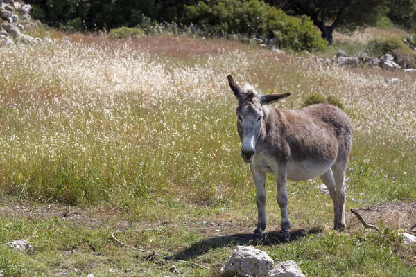 Donkey on greek farm land — Stock Photo, Image