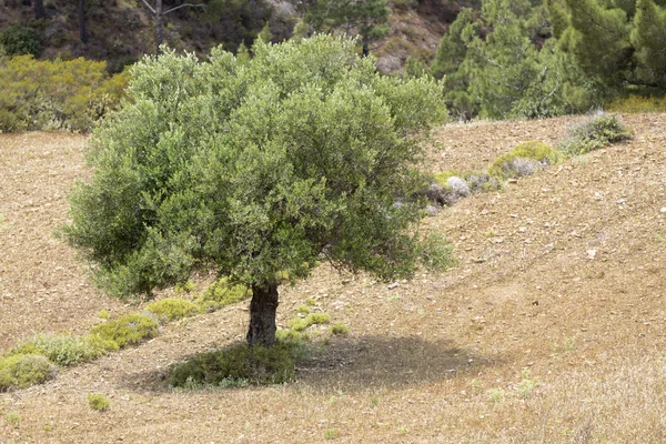 Drzewo oliwne na greckiej wyspie — Zdjęcie stockowe