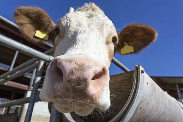 Krowa portret przeciw błękitne niebo, bavaria, Niemcy — Zdjęcie stockowe