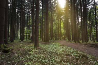 Kırsal Bavaria, Almanya için güneş ışınları ile orman