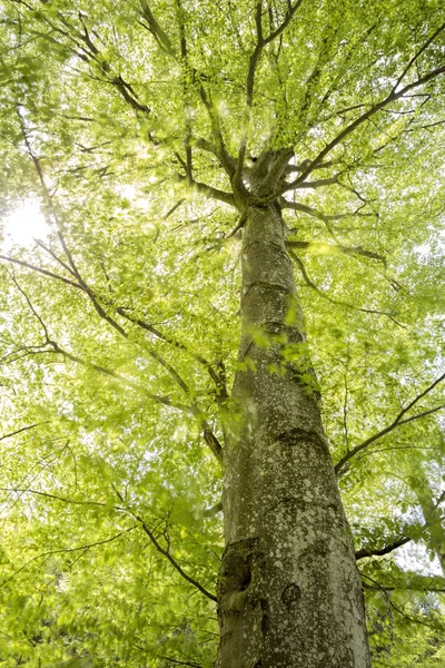 Tall beech tree in spring with moving foliage — Stock Photo, Image