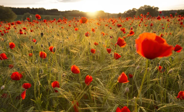Blooming poppy field in warm evening light — Stock Photo, Image