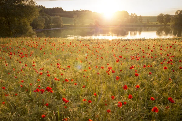 Fioritura campo di papavero in luce calda sera — Foto Stock