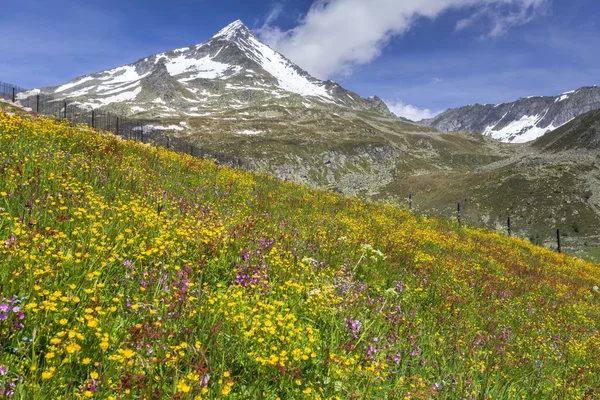 Vacker blomma äng i de italienska Alperna, Europa — Stockfoto