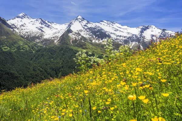 Vacker blomma äng i de italienska Alperna, Europa — Stockfoto