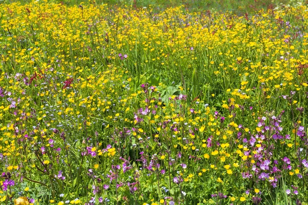 Belle prairie de fleurs dans les Alpes italiennes, Europe — Photo