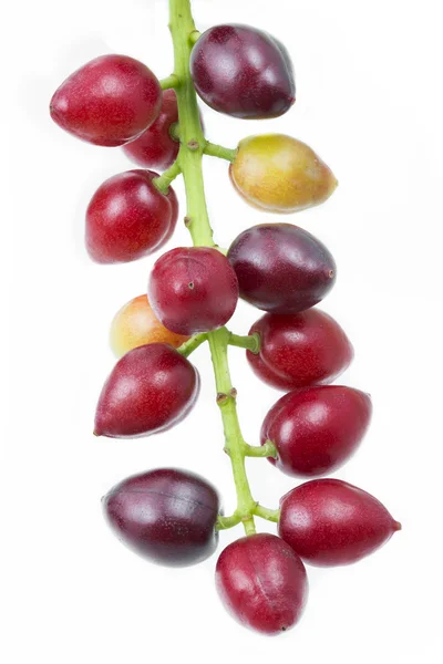 Loureiro-cereja (Prunus laurocerasus), frutos — Fotografia de Stock