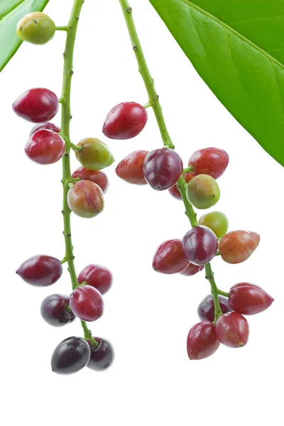 Laurel cseresznye (prunus laurocerasus), gyümölcsök — Stock Fotó