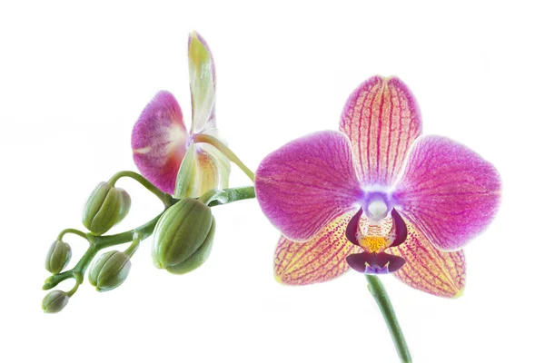 Orchidea, fehér háttér — Stock Fotó