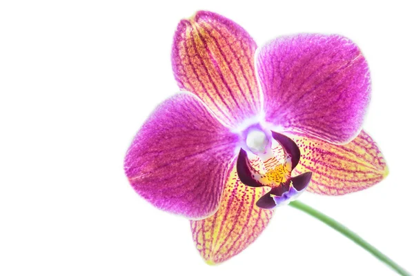 Orquídea sobre fondo blanco — Foto de Stock