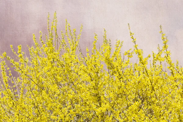 Blooming Forsythia bush on grunge background — Stock Photo, Image