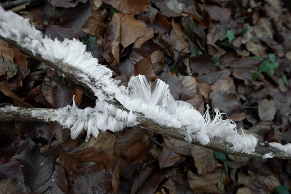 Lód Włosów Drewnie Jesiennych Liściach — Zdjęcie stockowe