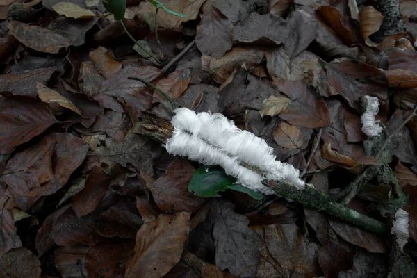 Hair Ice Deadwood Autumn Leaves — Foto Stock