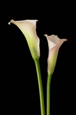 Siyah arkaplanda iki Calla izole edilmiş.