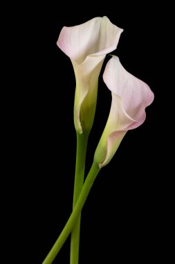 Siyah arkaplanda iki Calla izole edilmiş.