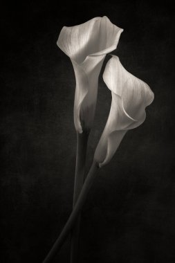 İnce sanatta işlenmiş iki Callas çiçeği.