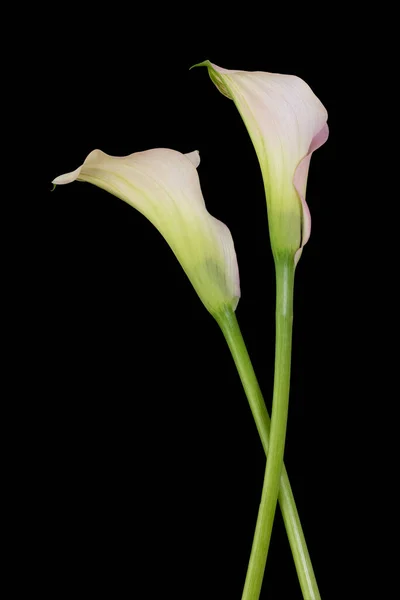 Two Callas Isolated Black Background — Stock fotografie