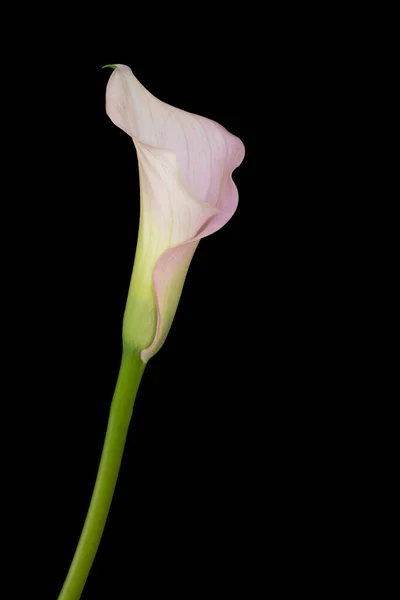 Single Calla Flower Black Background — 스톡 사진