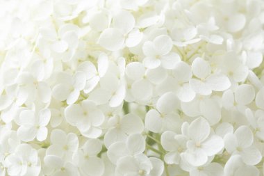 Çiçek açan ortanca çiçeği detayı