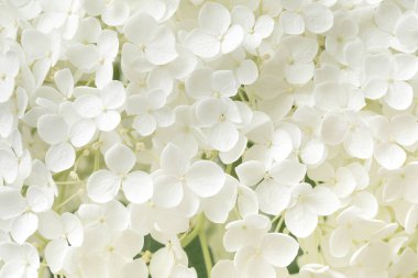 Çiçek açan ortanca çiçeği detayı