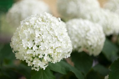 Bahçede çiçek açan beyaz ortanca çiçekleri