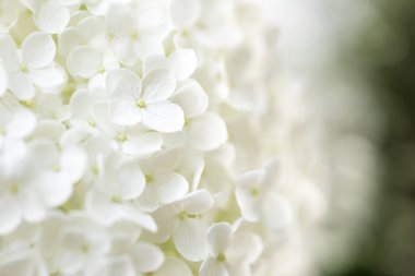 Çiçek açan ortanca çiçeği detayı