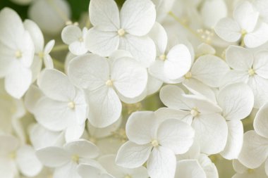 Çiçek açan ortanca çiçeği detayı