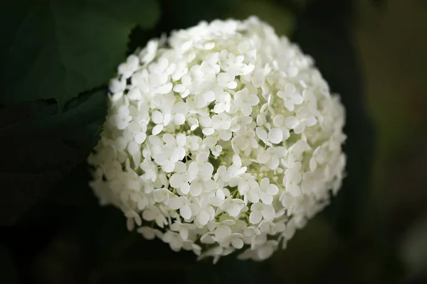 Flor Hortênsia Branca Florescente — Fotografia de Stock