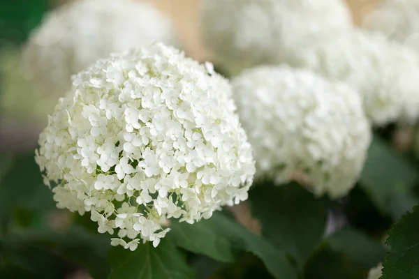 Flores Hortênsia Brancas Florescentes Jardim — Fotografia de Stock
