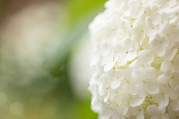 Blooming Hydrangea Flower Detail — Photo