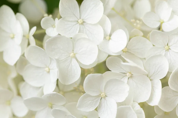 Blooming Hydrangea Flower Detail — Zdjęcie stockowe