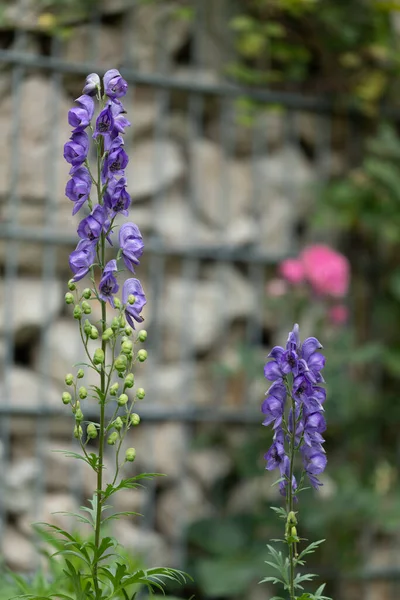Flores Delphinium Jardín — Foto de Stock