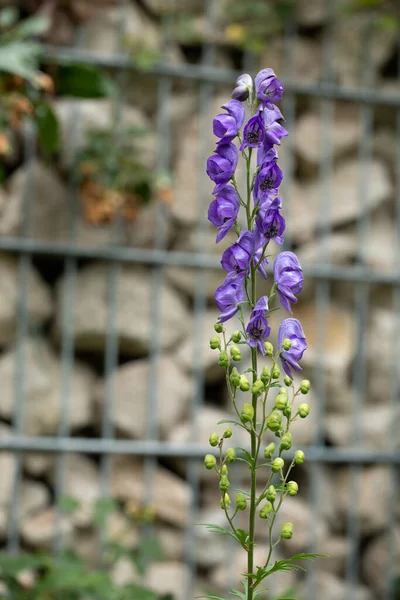 Flores Delphinium Jardín — Foto de Stock