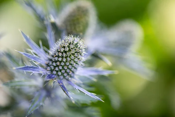 Blooming Eryngium Flowers Garden — 图库照片