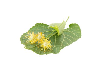 Beyaz yapraklı kireç çiçekleri