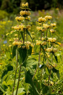 Syrisches Brandkraut (Phlomis russeliana) im Garten