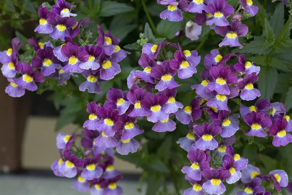 Nemesia Strumosa Цветы Саду — стоковое фото