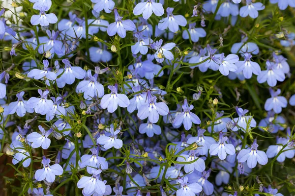 Lobelia Erinus Flores Jardim — Fotografia de Stock