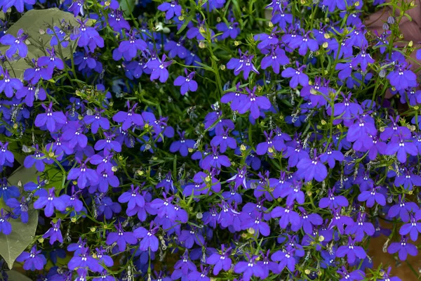 Lobelia Erinus Blüht Einem Garten — Stockfoto