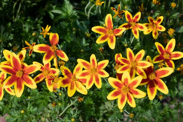 Bidens Ferulifolia Flowers Garden — Foto de Stock