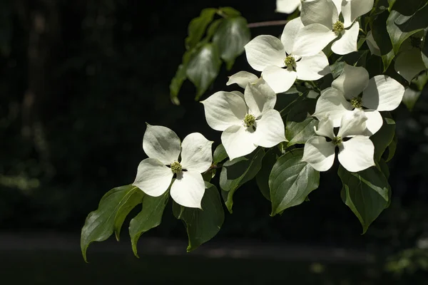 Blooming Cornus Kousa Tree Garden — Stock Fotó