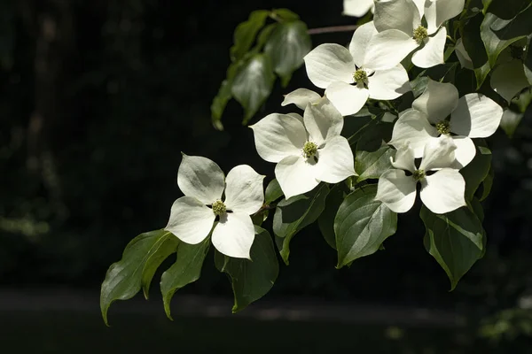 Cornus Kousa Fleurs Dans Jardin — Photo