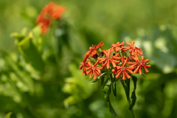 Silene Chalcedonica Flower Garden — Stock fotografie