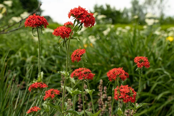 Silene Chalcedonica Flower Garden — Stock fotografie