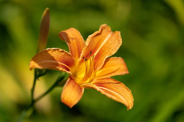 Orange Hemerocallis Flowers Garden — Stock Photo, Image