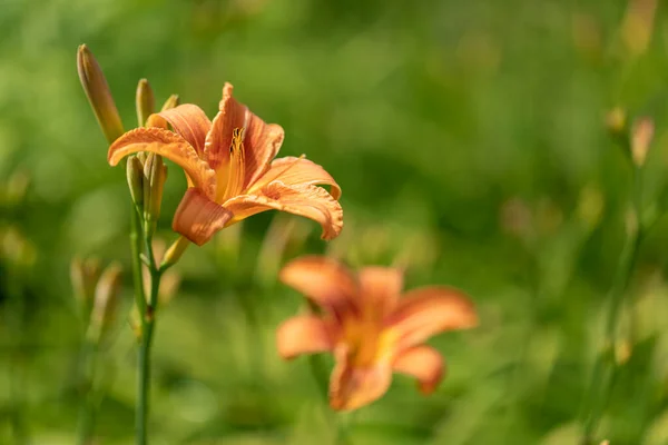 Orange Hemerocallis Flowers Garden — Stock Photo, Image