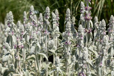 Bahçede çiçek açan Bizans çiçekleri