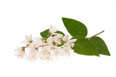 Blooming Deutzia bush detail on white
