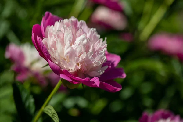 Paeonia Simple Fleur Dans Jardin — Photo