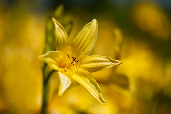 Hemerocallis Virágok Kertben — Stock Fotó